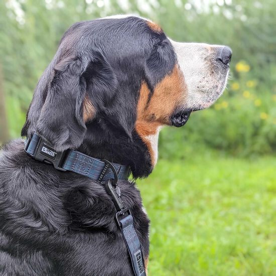 Varsity Plaid Silicone Dog Collar Image NaN