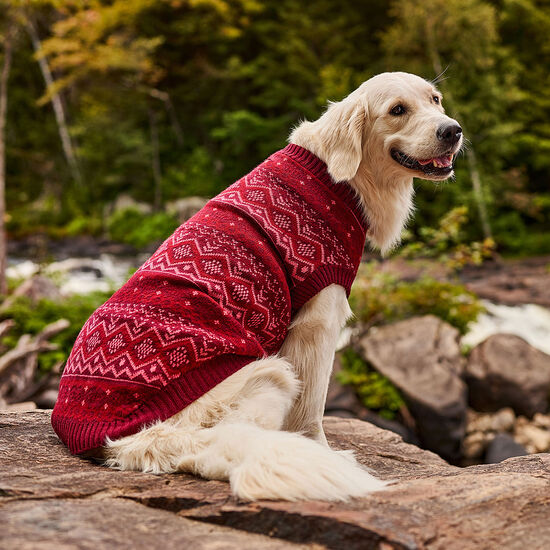 Chandail pour chiens Image NaN