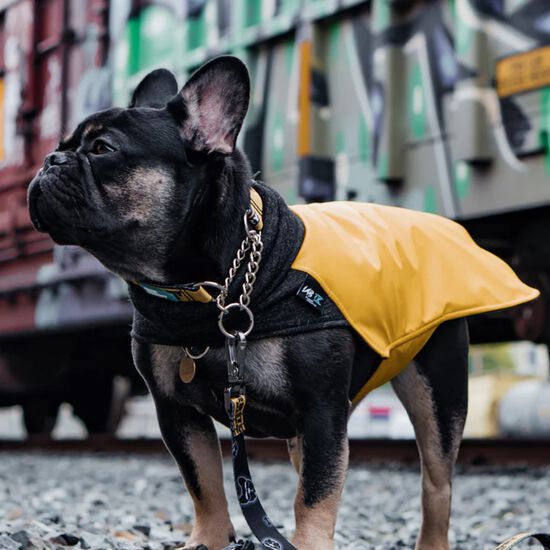 Manteau d’hiver jaune pour chien, 24 Image NaN