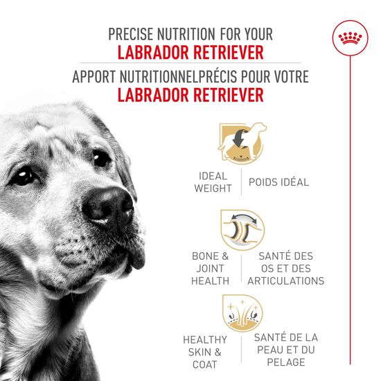 Nourriture s&egrave;che pour chiens adultes de race Labrador Retriever Image NaN