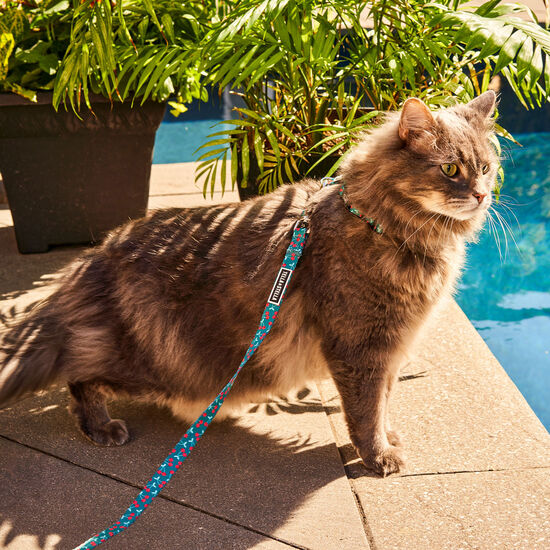 Laisse « Smash de cerises » pour chat Image NaN