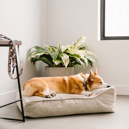 Collier en silicone Oasis pour chiens Image NaN