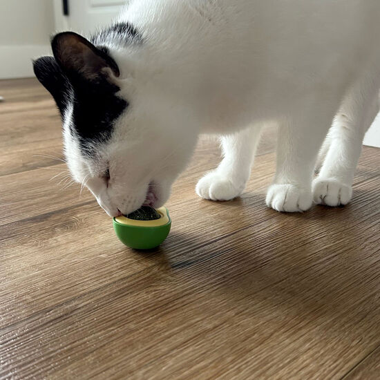 Avocado Cat Toy Image NaN