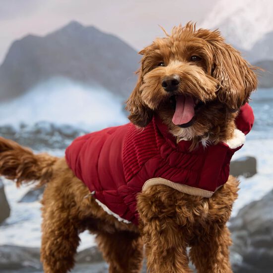 Manteau Elasto-fit&reg; Montagne froide pour chiens, Cerise givr&eacute;e Image NaN