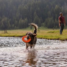 Jouet Hydro plane pour chiens