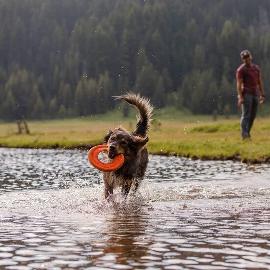 Jouet Hydro plane pour chiens Image NaN