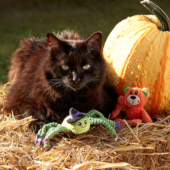 Araignée craquelée d'Halloween pour chats Image NaN