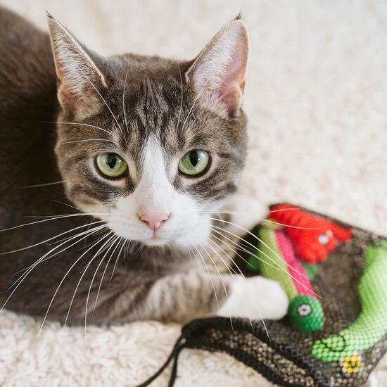 Cat Teaser Lures, Hunter Bundle Image NaN