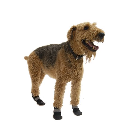 All-weather boots for dogs Image NaN