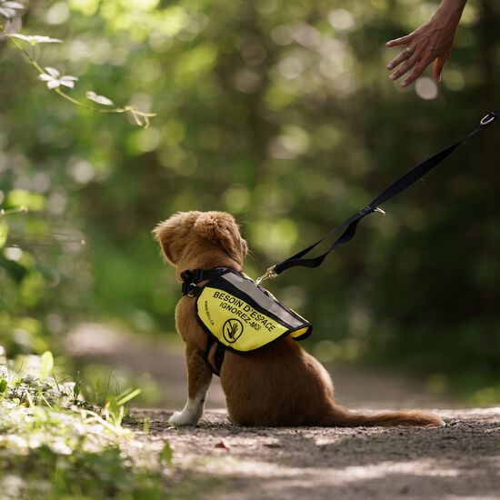 Dossard d'entraînement jaune pour chien Image NaN