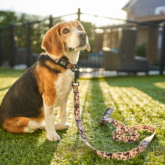 Collier en silicone Oasis pour chiens Image NaN