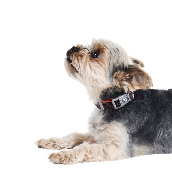 Collier ajustable pour chiens, pois rouges Image NaN