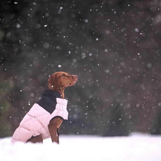 Elasto-fit Diamond Puffer for Dogs Image NaN