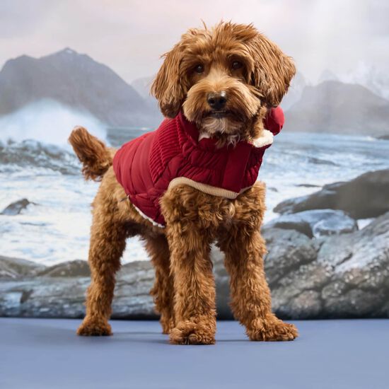 Manteau Elasto-fit&reg; Montagne froide pour chiens, Cerise givr&eacute;e Image NaN