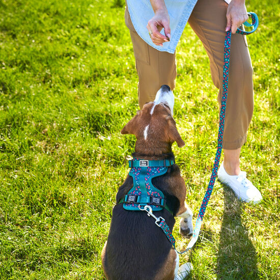 Cherry Smash Dog leash Image NaN