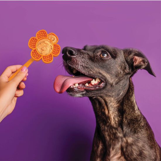 Lick-Pops Smiley Flower for Dogs Image NaN