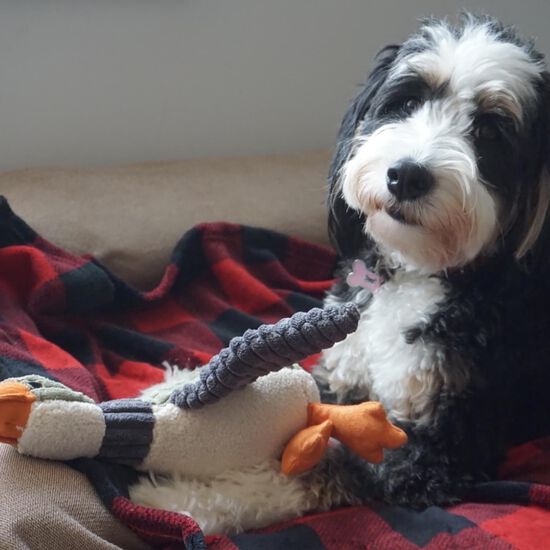 Plush Duck with Squeaker Dog Toy Image NaN
