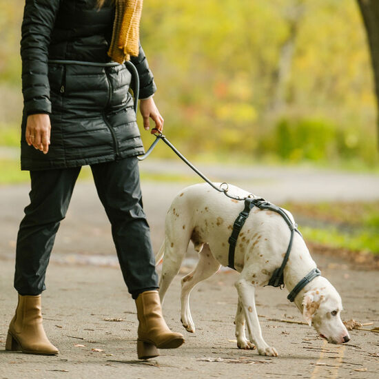 Luxury Rope Harness for Dogs, Charcoal Image NaN