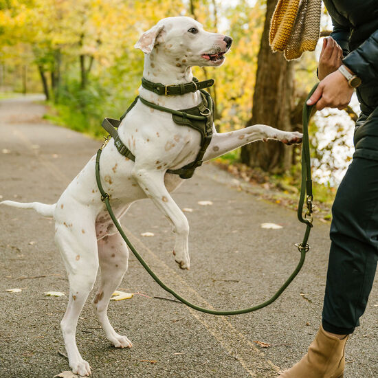 Harnais corde de luxe pour chiens, Olivine Image NaN