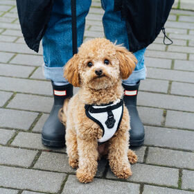 The Everything Harness for Dogs