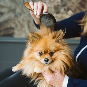 Needle Brush for Dogs