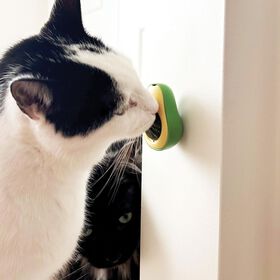 Jouet avocat pour chats