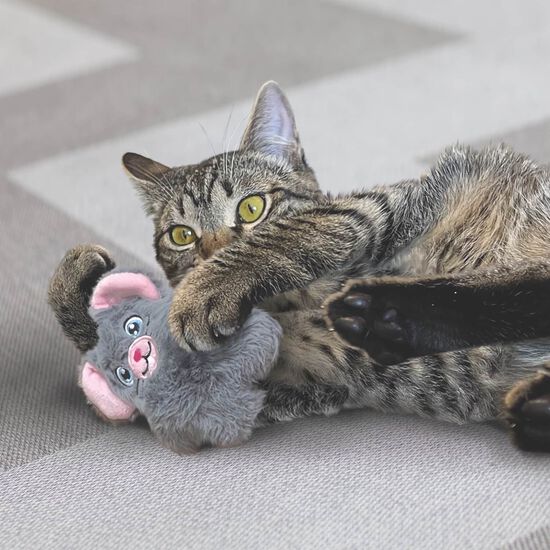 Cat Snuzzles Mouse Image NaN