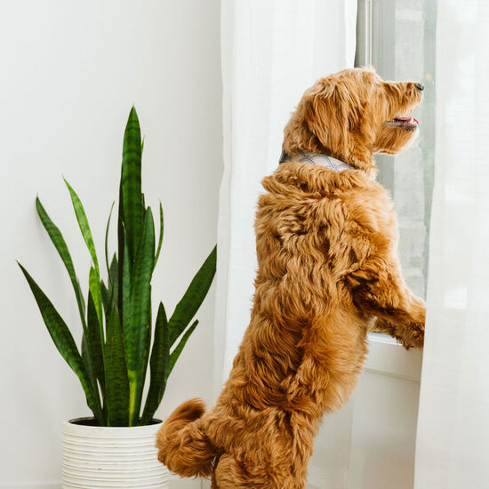 Collier en silicone pour chiens, Carreaux Positano Image NaN