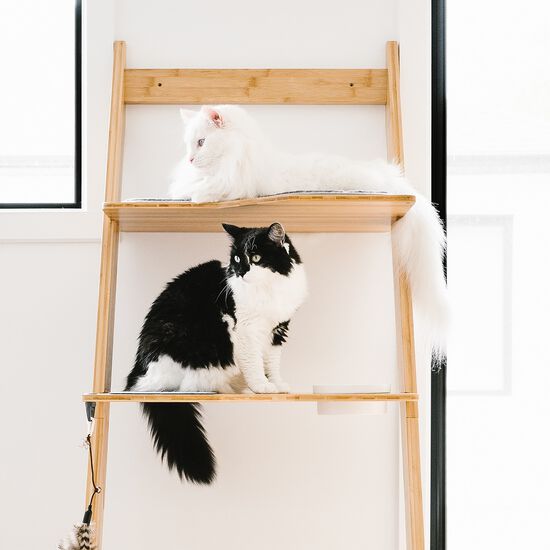 Arbre à chat échelle en bambou Image NaN