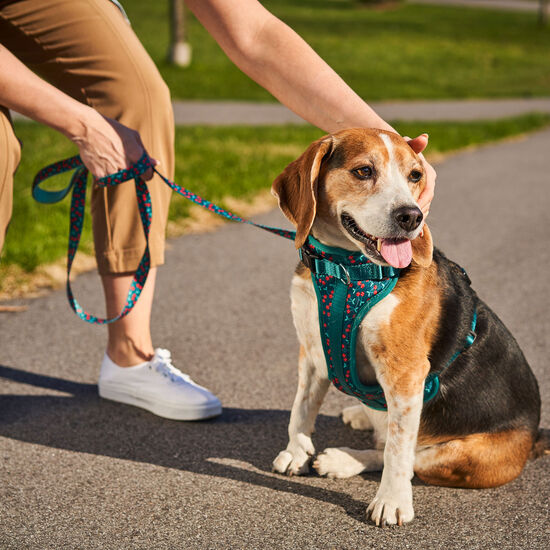 Cherry Smash Dog leash Image NaN