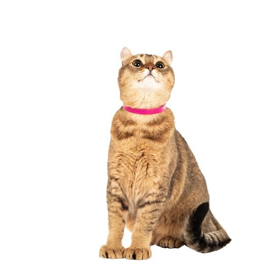 Collier pour chats, rose Image NaN
