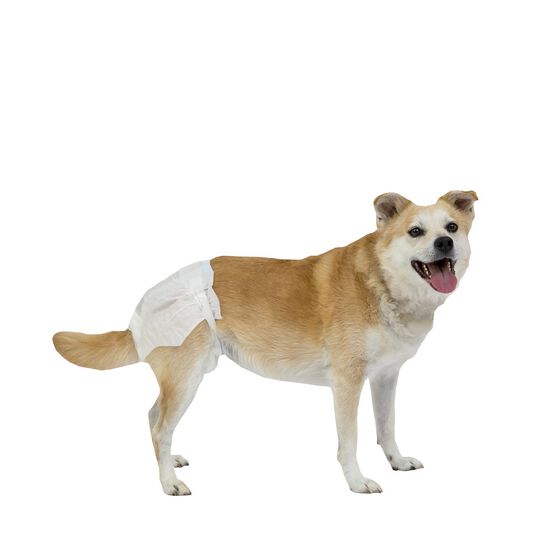 Couches absorbantes jetables « PoochPants » pour chiens, G Image NaN