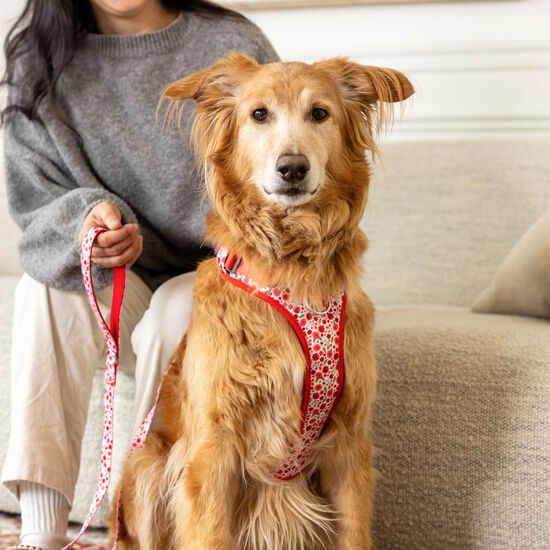 Harnais robuste avec poign&eacute;e pour chiens Image NaN