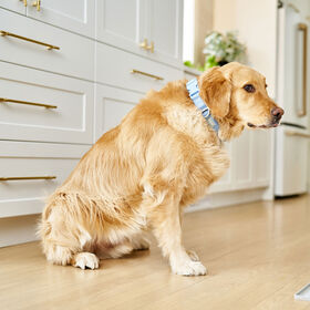 Neoprene Collar for Dogs, Icy Blue