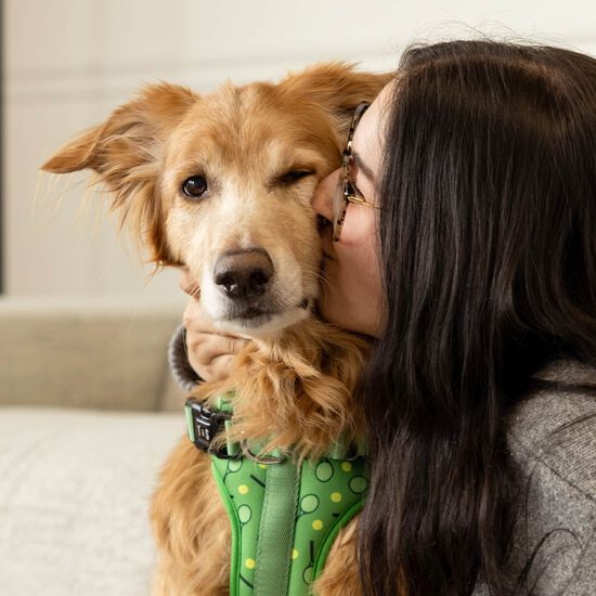 Harnais r&eacute;glable pour chiens Image NaN