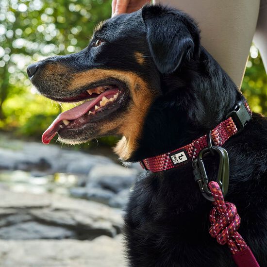 Paracord Collar for Dogs, Burgundy Image NaN