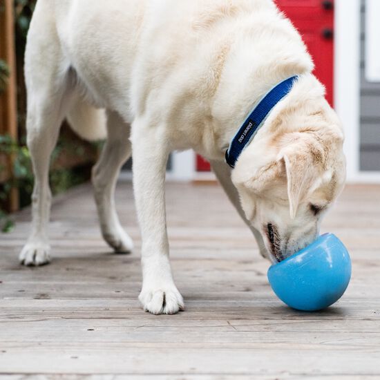 Snoop ball for dogs, blue Image NaN