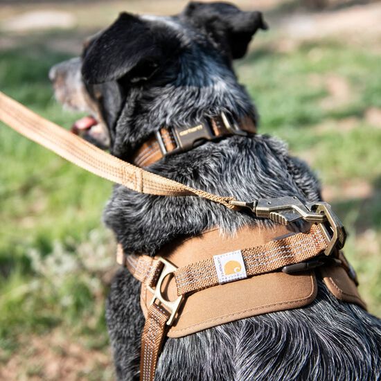 Harnais d'entra&icirc;nement nylon Duck pour chiens Image NaN