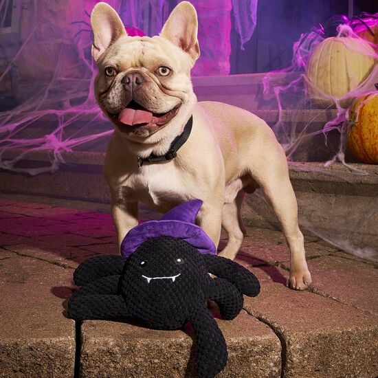 Peluche sorci&egrave;re-araign&eacute;e pour chiens Image NaN