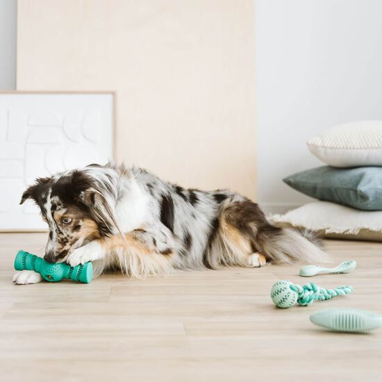 Jouet dentaire balle avec corde pour chiens Image NaN