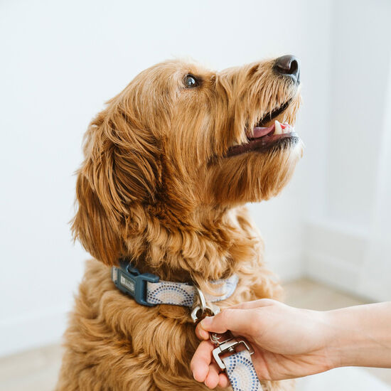 Collier en silicone pour chiens, Carreaux Positano Image NaN