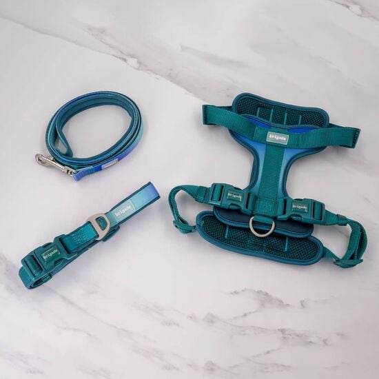 Neoprene Collar for Dogs, Green Gradient Image 4.0