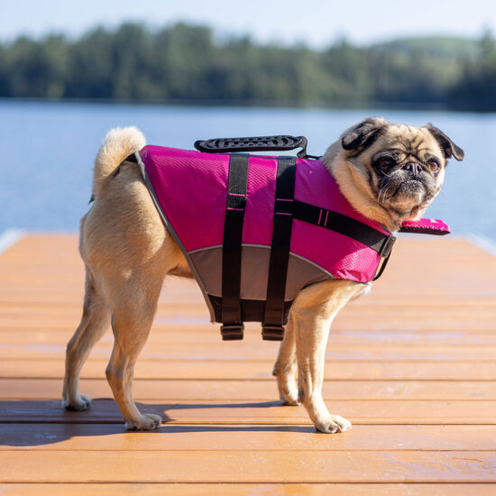 Gilet de sauvetage pour chiens Image NaN