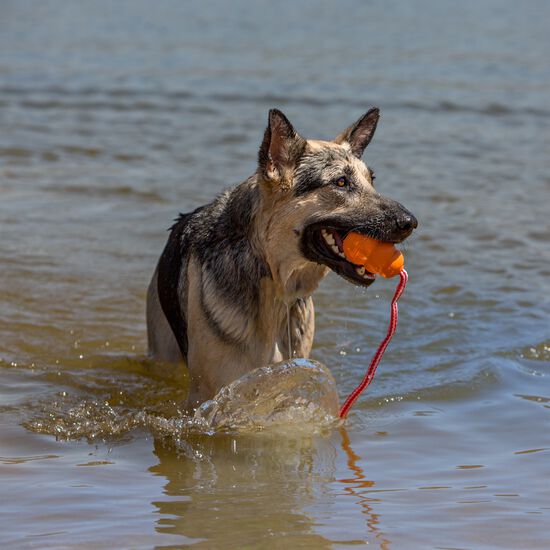 Jouet aquatique pour chiens Image NaN