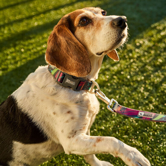 Collier en silicone Calypso pour chiens Image NaN
