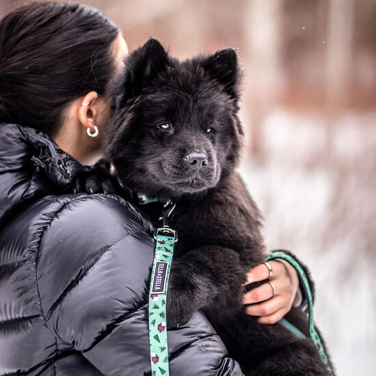 Laisse pour chien « Chalet d'hiver », P Image NaN