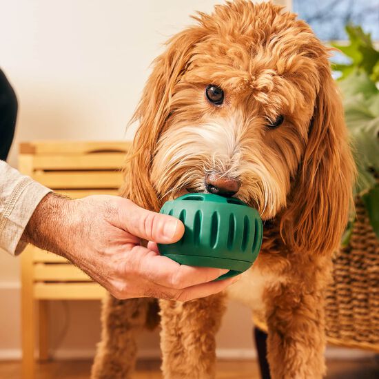 Jouet Pupsicle pour chiens, grand Image NaN