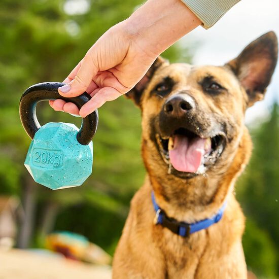 Distributeur de g&acirc;teries Kettle bell pour chiens Image NaN