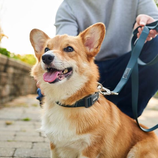 Silicone Collar for Dogs, Forest Green Image NaN