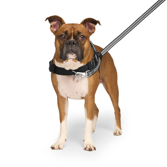 Harnais de r&eacute;orientation pour chiens Image NaN